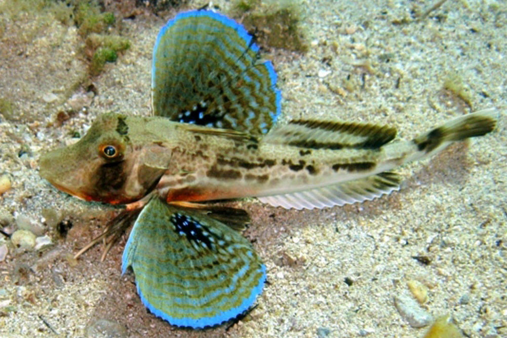 Chelidonichthys lucerna_09.jpg